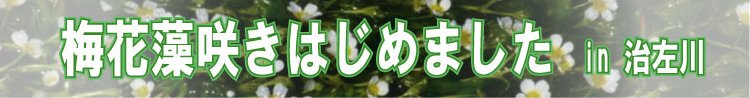 治左川アイコン