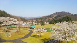 桜の写真