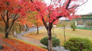 紅葉２