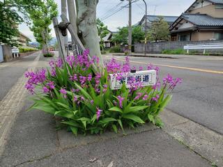 全国花のまちづくり2