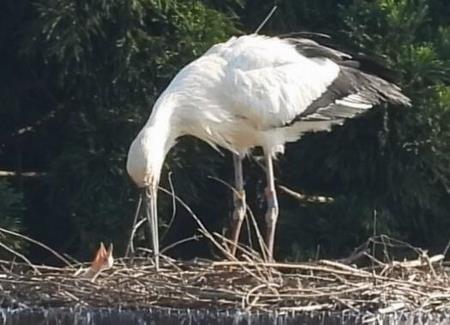 コウノトリのひな誕生