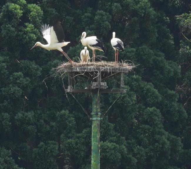 コウノトリの巣立ち