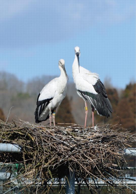 野外コウノトリ