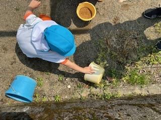 カエル見付けた