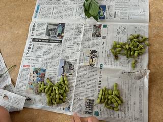 枝豆３