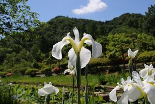 下段の池相聞歌碑1