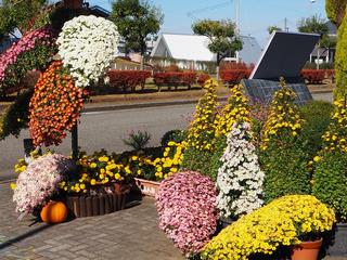 紅葉と菊