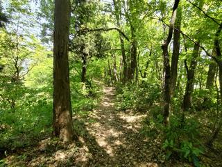 遊歩道の木漏れ日