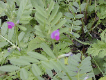 ビオトープで見れる植物2