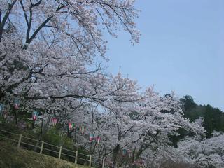 花筐後援桜1