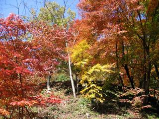 花筐公園紅葉１