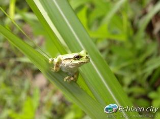 アマガエル