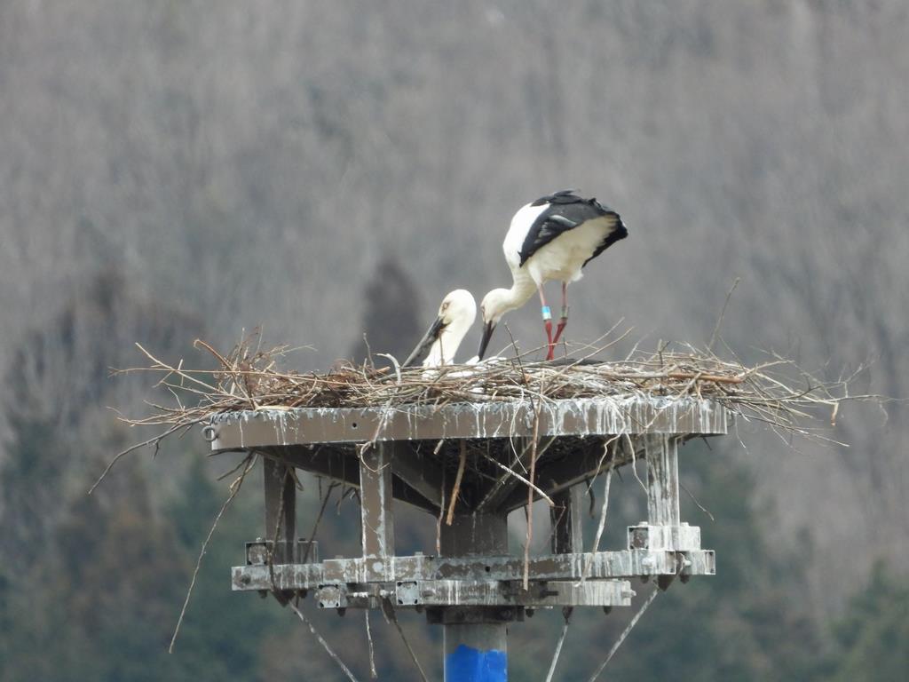 コウノトリ