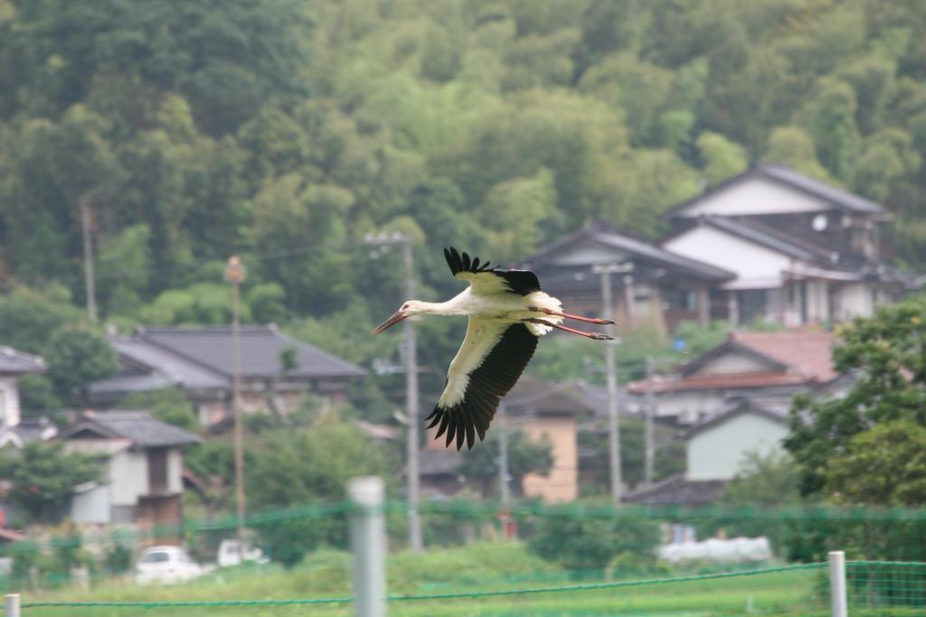 父放鳥
