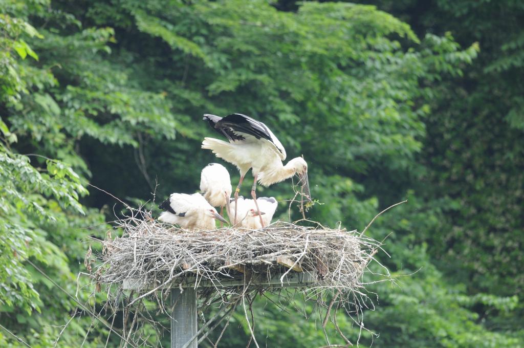 子育て