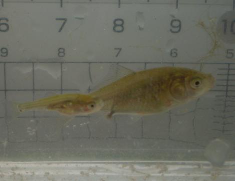 孵化した稚魚の写真