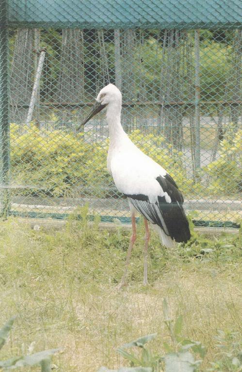 兵庫県立コウノトリの郷公園