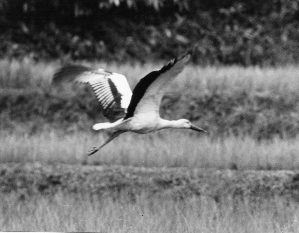 白山・坂口地区をはばたくコウノトリ