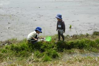 生き物観察