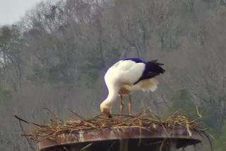 0304下中津原オス転卵