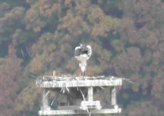 0226中野オス転卵
