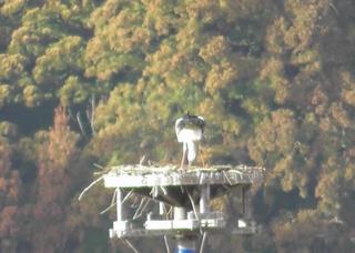 0226中野メス転卵