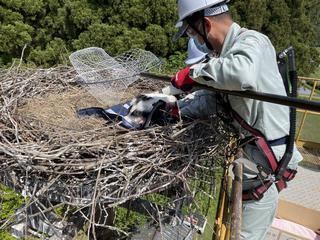 0520下中津原捕獲