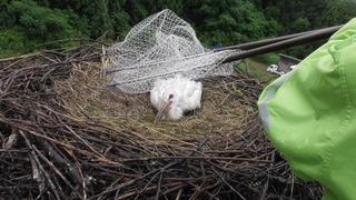 0610ヒナ捕獲