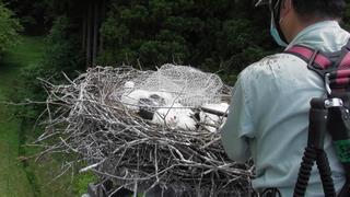 0528ヒナ捕獲