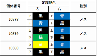 下中津原町野外コウノトリひな性別