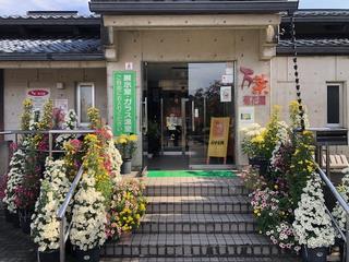 Vegan Hugpopo Apperance