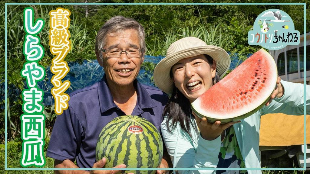 高級ブランド！しらやま高級ブランド！しらやま西瓜（スイカ）西瓜（スイカ）