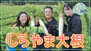 ブランド野菜！しらやま大根