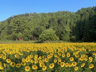 ひまわり畑