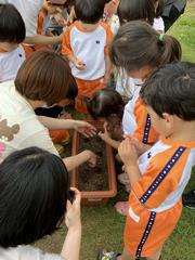 どんぐり植えの様子