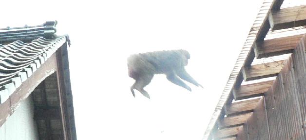 猿飛び降り